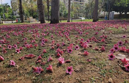 סקיינט או לא סקיינט…זאת השאלה?