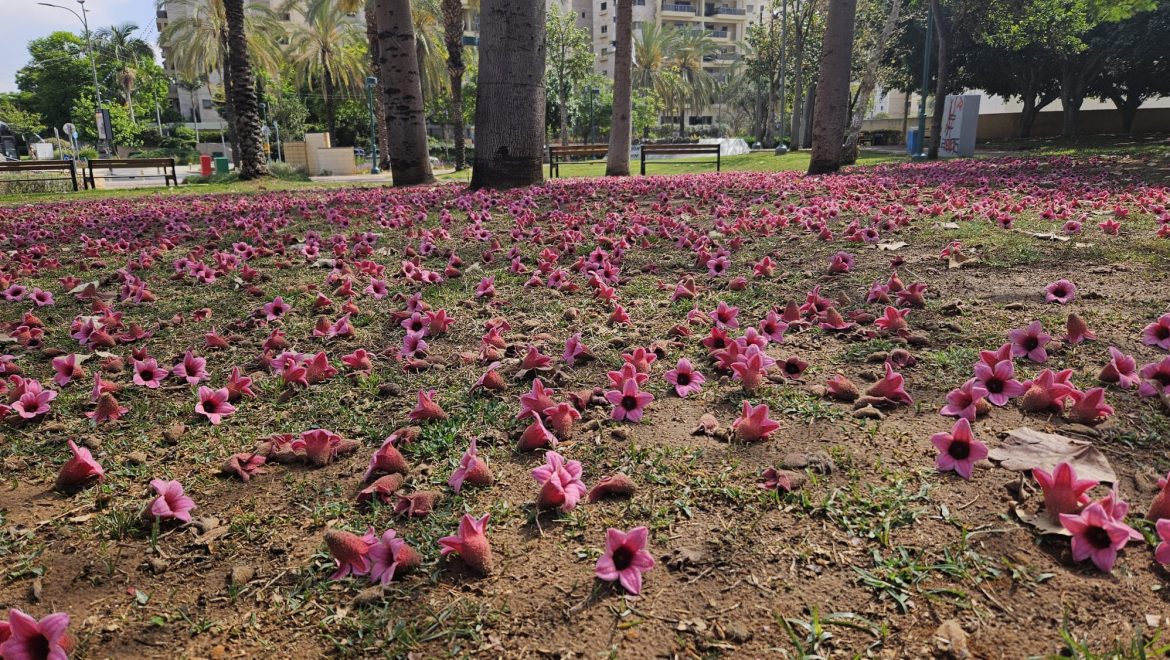 סקיינט או לא סקיינט…זאת השאלה?
